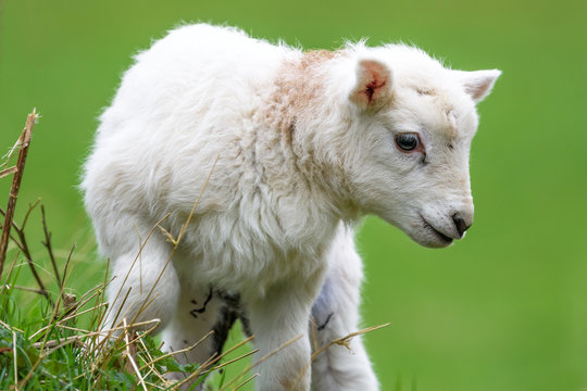 new born spring lamb frollicking in the meadow field away from its mother