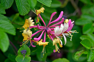 Close up of the Honeysuckle Lonicera periclymenum in a country cottage garden