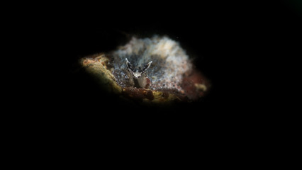 Fotografia subaquea a trieste