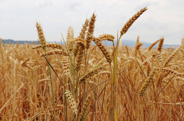 Stalks of wheat in Germany in the summer