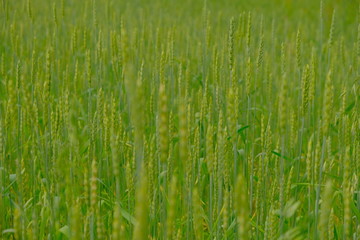 Obraz na płótnie Canvas ears of wheat swaying in the wind, a warm summer day,oats, wheat, rye