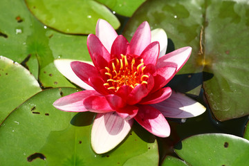 Waterlily