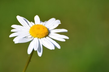 Obraz premium Margeriten