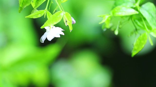 Moke or Wrightia religiosa white flower during rain fall blur garden background
