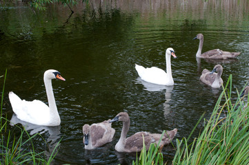 white swans with a flock of small swans on a forest lake