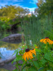 Gapstow Bridge in Central Park