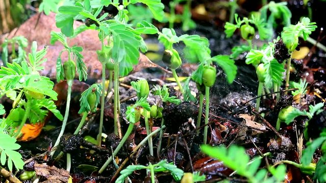 rain drop on leaves of new born tamarind tree After weather change to rainy season2