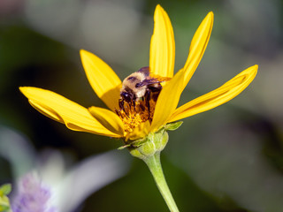 Bumblebee in garden