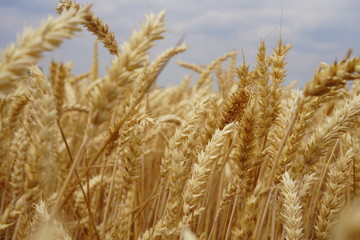 Fototapeta premium Wheat field