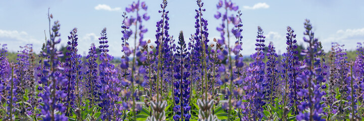 Wild blue lupins blooming in the meadow, wallpaper background banner panorama. Flowering wild...