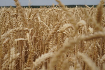 Wheat field