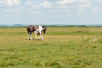 A horse with a foal in the meadow, breeding pets