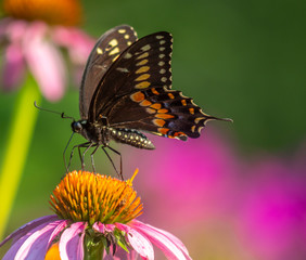 Black swallowtail butterfly in summer