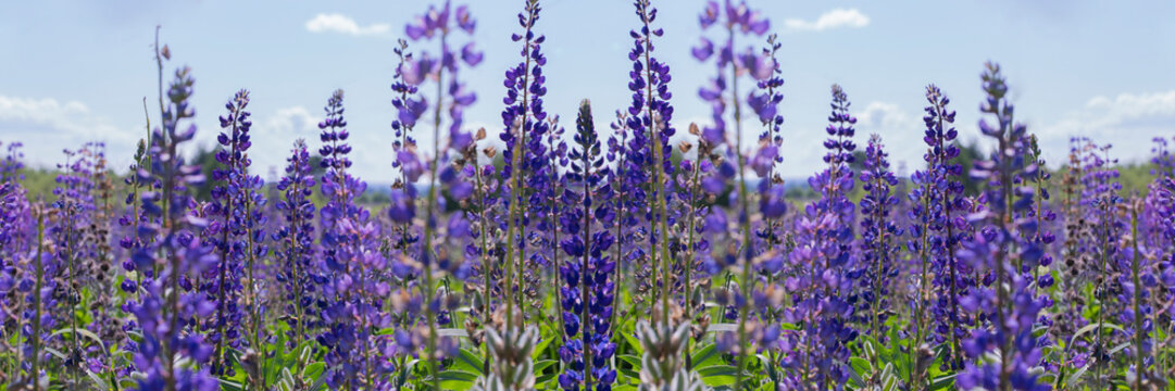 Wild blue lupins blooming in the meadow, wallpaper background banner panorama. Flowering wild flowers summer