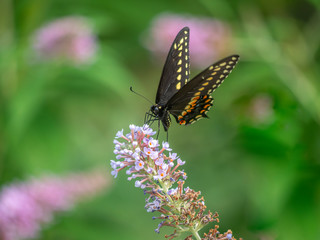Black swallowtail butterfly in summer