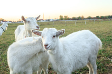 White goatling grazes on green meadow