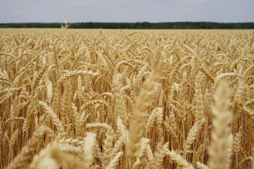 Wheat field