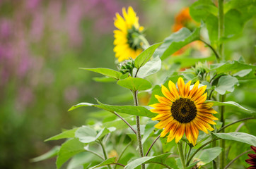 Garden with sunflowers in the foreground and a purple haze of loosestrife in the background