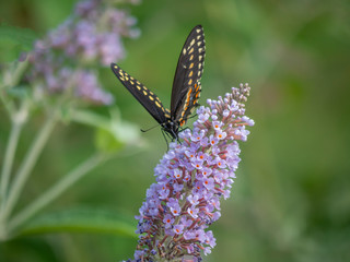Black swallowtail butterfly in summer