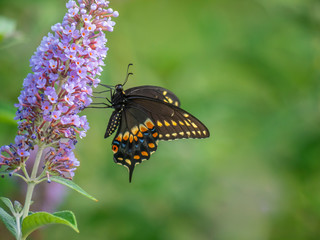 Black swallowtail butterfly in summer