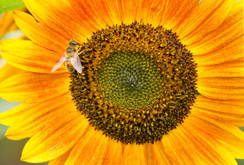Full screen view of a yellow sunflower with a bee harvesting nectar