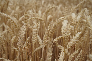 Wheat field