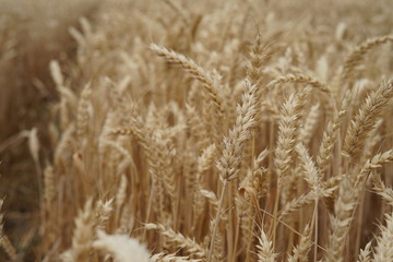 Wheat field
