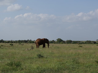 Alcuni scatti del safari in Kenya Africa