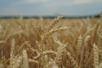 Wheat field