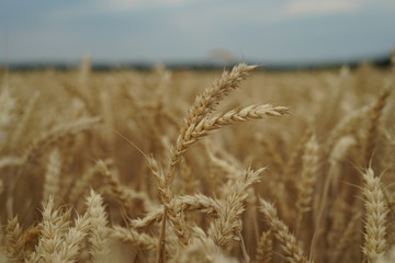 Wheat field