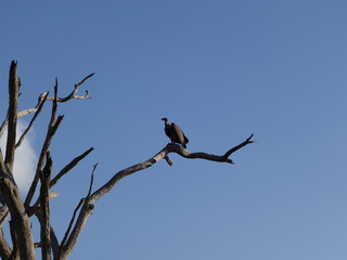 Alcuni scatti del safari in Kenya Africa