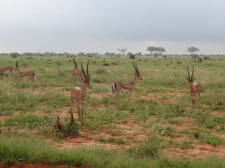 Alcuni scatti del safari in Kenya Africa