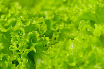 Fresh lettuce vegetable with water drop