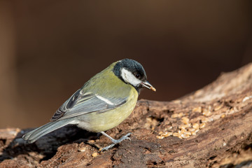 Great Tit (Parus major) in the nature protection area Moenchbruch near Frankfurt, Germany.