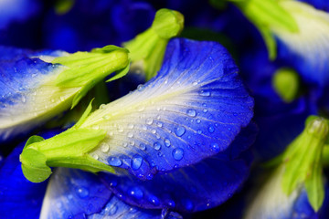 Natural extracts from pea flowers, Herb for hair treatment, Water drop from pea flowers