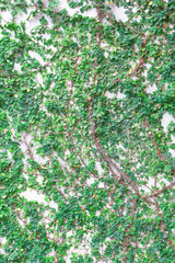 Green creeper on cement wall background