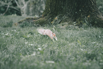 Cute grey squirrel in the park