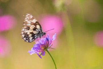 detailed view  marbled white butterfly (melanargia occitanica)
