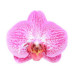 Close-up of pink orchid phalaenopsis isolated on white with clipping path