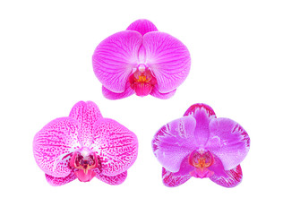 orchid isolated on white background with clipping path