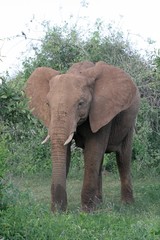 Alcuni scatti del paco nazionale Zavo est in africa 