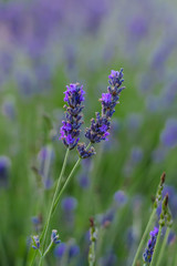 detalle de una flor de lavanda en mitad del campo teñido de color verde y morado