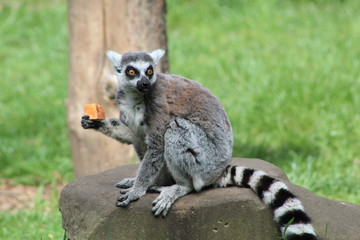 ring tailed lemur on branch of tree