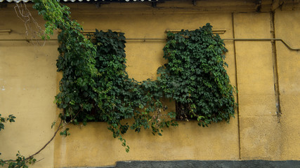 window covered with green ivy