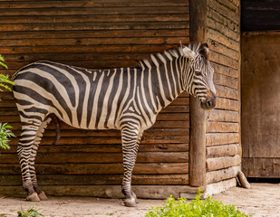 Zebra foal on a wooden wall background