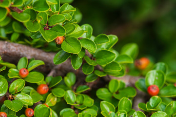 Ripe red berries on the branches of a bush