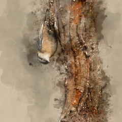 Digital watercolour painting of Beautiful Nuthatch bird Sitta Sittidae on tree stump in forest landscape setting