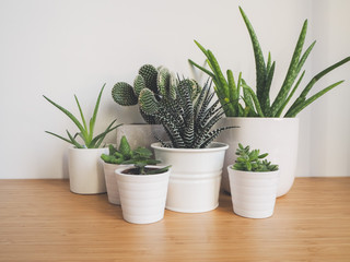 Small succulents in white pots on a wooden desk against a white background