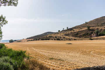 planted field in summer plain