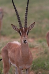 Alcuni scatti del parco nazionale zavo est in kenya 